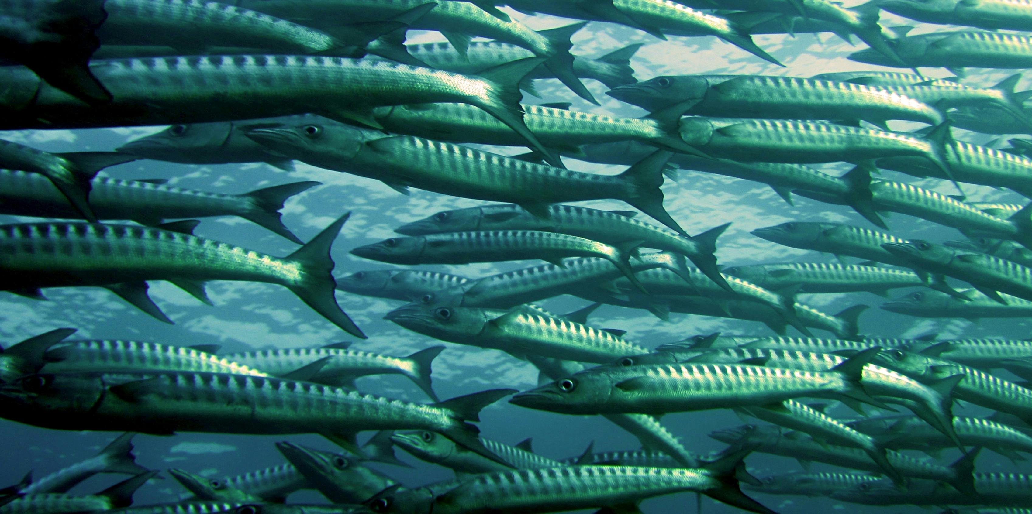 Plenty of fish
